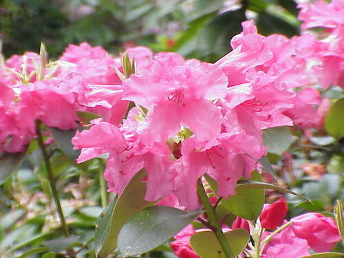 William's rhododendron (Rhododendron williamsianum)