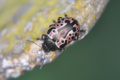 Calligrapha diversa