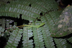 Anolis punctatus