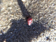 Potamopyrgus estuarinus