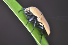 Hologymnetis cinerea