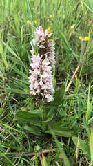 Dactylorhiza incarnata incarnata