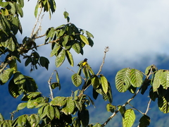 Spinus xanthogastrus