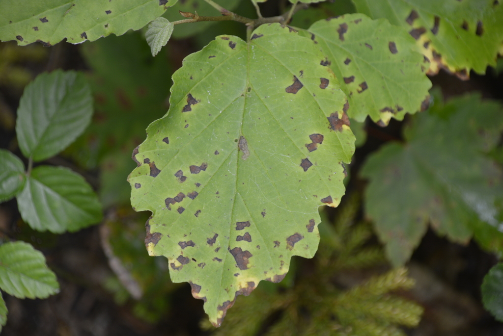Phyllosticta hamamelidis