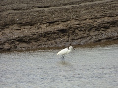 Egretta garzetta