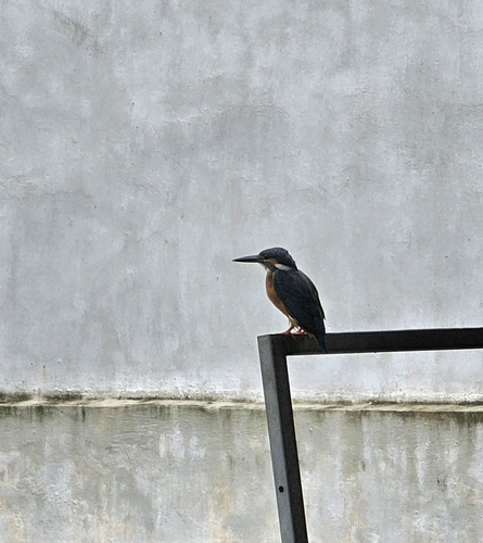 Common Kingfisher