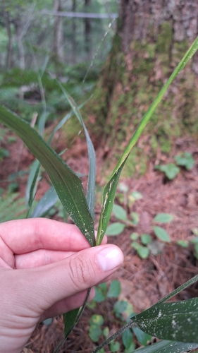 Image of Diarrhena mandshurica by (c) Violetta Dzizyurova, some rights reserved (CC BY)