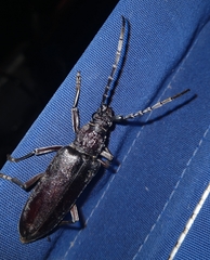 Cerambyx carinatus