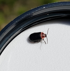 Kuschelina scripticollis