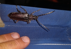 Cerambyx carinatus