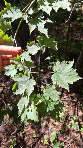Acer barbinerve, photograph 5