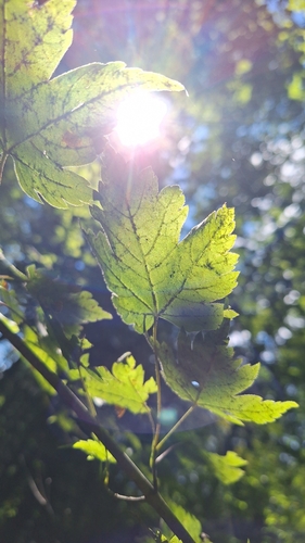 Image of Acer barbinerve by (c) Violetta Dzizyurova, some rights reserved (CC BY)