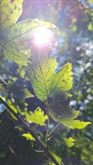 Acer barbinerve, photograph (c) Violetta Dzizyurova, some rights reserved (CC BY)
