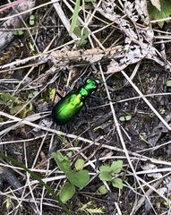 Cicindela denikei