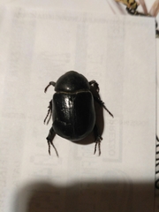 Pentodon bidens punctatus