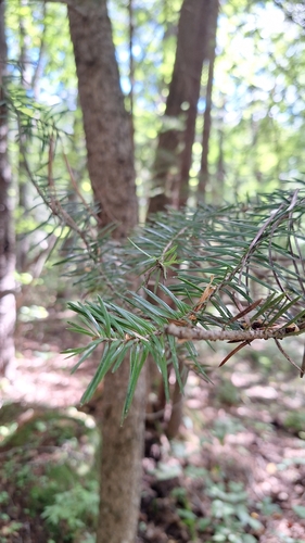 Abies holophylla, photograph 5