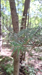 Abies holophylla, photograph (c) Violetta Dzizyurova, some rights reserved (CC BY)