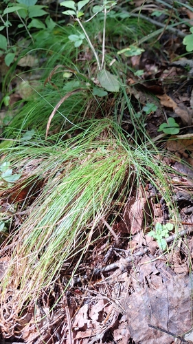 Image of Carex callitrichos by (c) Violetta Dzizyurova, some rights reserved (CC BY)