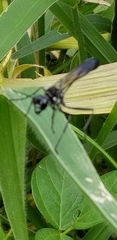 Eremnophila