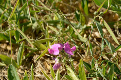 Lathyrus