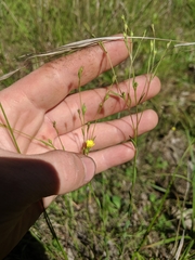 Linum sulcatum