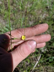 Linum sulcatum