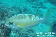 Scolopsis margaritifera