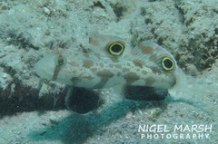 Signigobius biocellatus