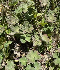 Geranium renardii