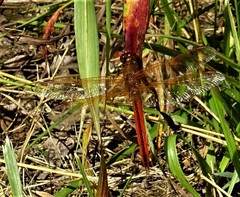 Libellula needhami