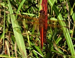 Libellula needhami