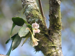 Rodriguezia lehmannii