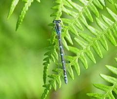 Coenagrion scitulum