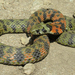 Rhabdophis lateralis - Photo (c) Alexander A. Fomichev, some rights reserved (CC BY), uploaded by Alexander A. Fomichev