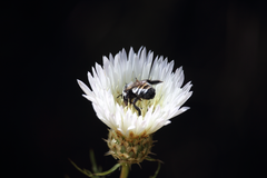 Trichothurgus dubius