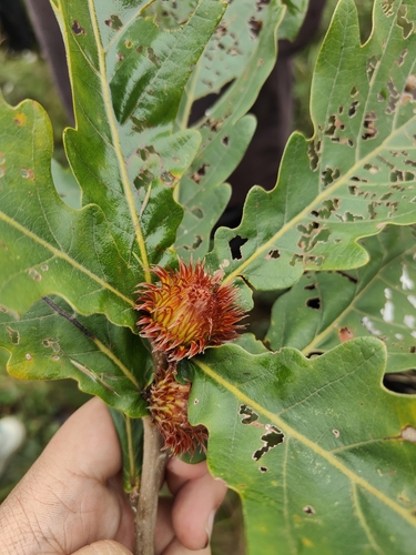 Daimyo Oak