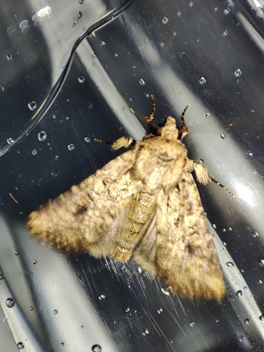 Mythimna languida