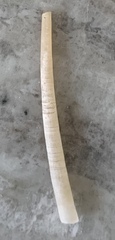 Graptacme eborea