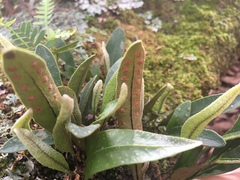 Pleopeltis polylepis