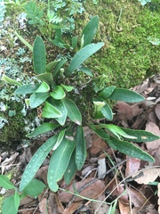 Pleopeltis polylepis