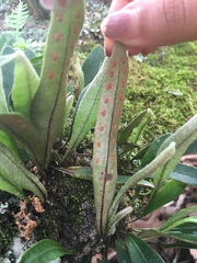 Pleopeltis polylepis