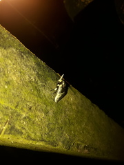 Megalopyge albicollis