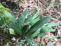 Pleopeltis polylepis