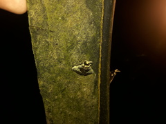 Megalopyge albicollis