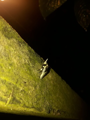 Megalopyge albicollis