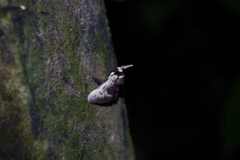 Megalopyge albicollis