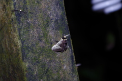 Megalopyge albicollis