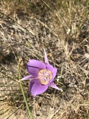 Calochortus macrocarpus