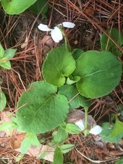 Viola grahamii