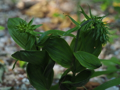 Epipactis helleborine orbicularis